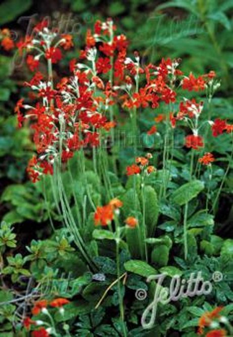 Hovedbilde Sumpprimula - Primula cockburniana