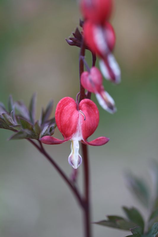 Løytnantshjerte 'Valentine' 13 cm - Lamprocapnos spectabilis
