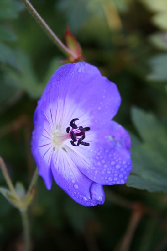 Praktstorkenebb 'Rozanne' - Geranium