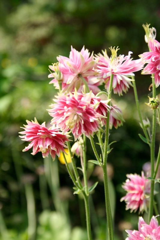 Akeleie 'Nora Barlow - Aquilegia vulgaris 