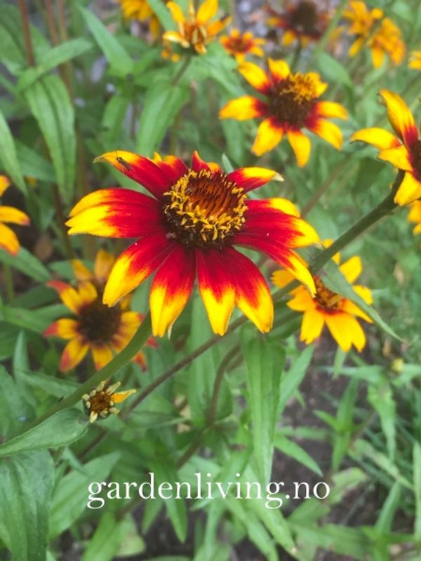 Busksinnia 'Old Mexico' - Zinnia haageana 
