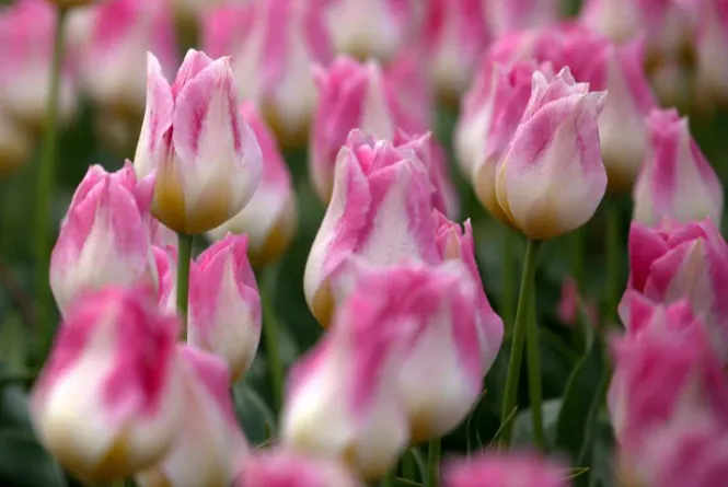 Hovedbilde Historisk tulipan 'Cottage Maid' - 1 stk 