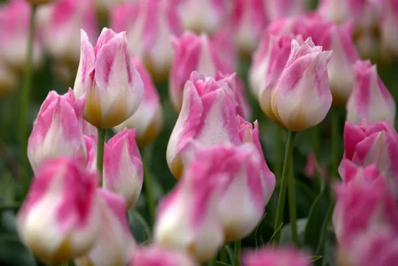 Historisk tulipan 'Cottage Maid' - 1 stk 