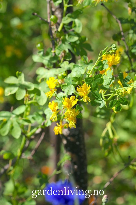 Kanariblomkarse - Tropaeolum peregrinum