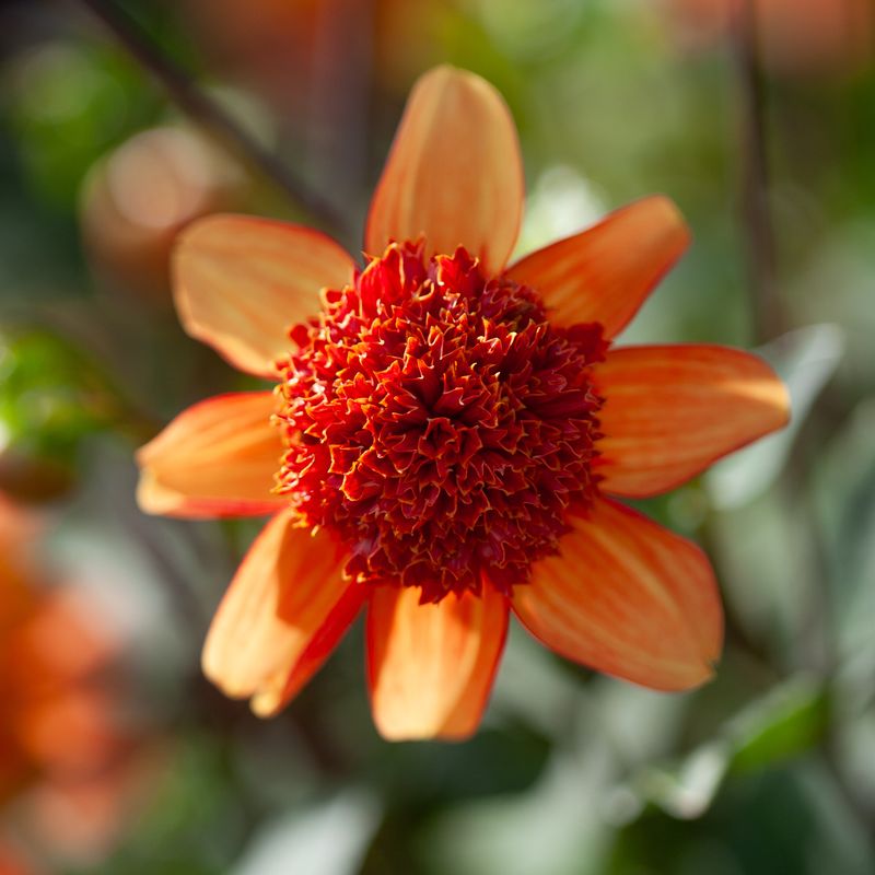 Georgine 'Josie - Dahlia x cultorum, 1 stk.