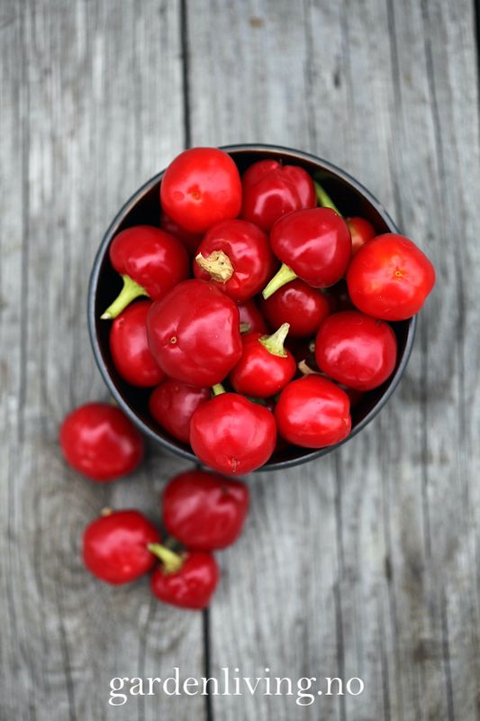 Chilipepper 'Ciliegia Piccante'  - Capsicum annuum