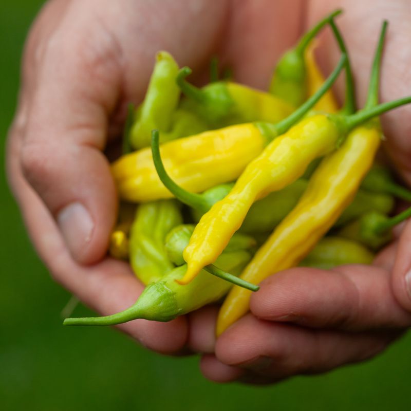 Chilipepper 'Havana Gold' - Capsicum annuum 