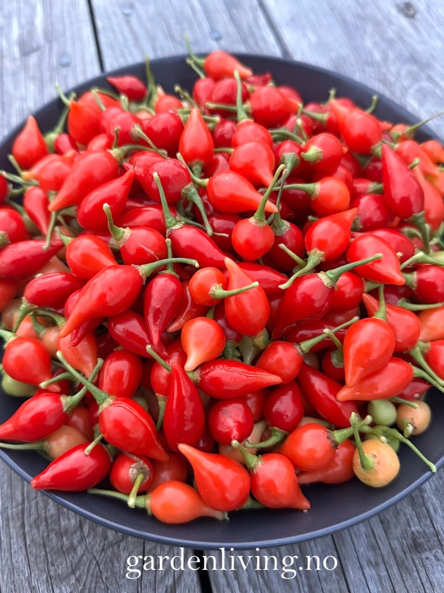 Chilipepper 'Biquinho Red' - Capsicum annuum