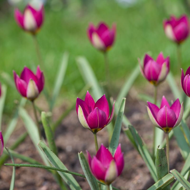 Yndetulipan 'Eastern Star' - Tulipa humilis - 10 stk