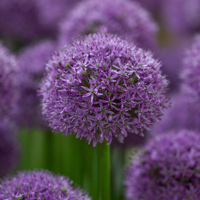 Prydløk 'Gladiator' - Allium - 1 stk