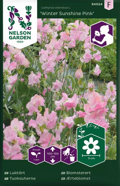Hovedbilde Blomsterert 'Winter Sunshine Pink' - Lathyrus odoratus 