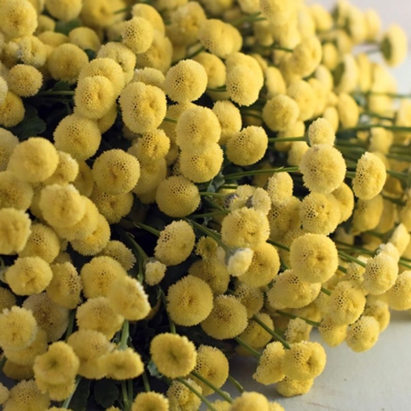 Matrem 'Sunny Ball' - Tanacetum parthenium - Garden Living