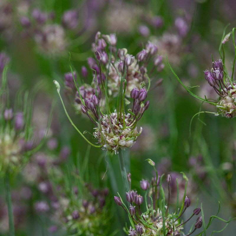 Bendelløk 'Art' - Allium scorodoprasum - 10 stk 