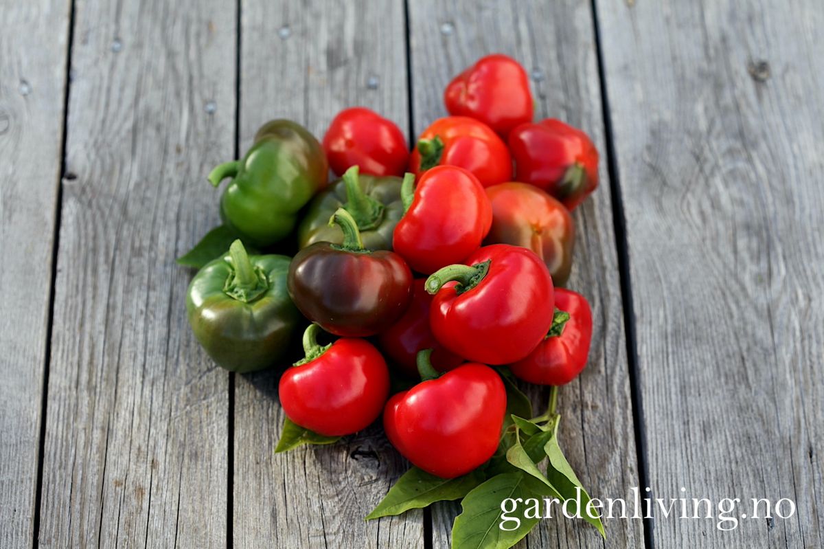 Paprika 'Topepo Rosso' - Capsicum annuum