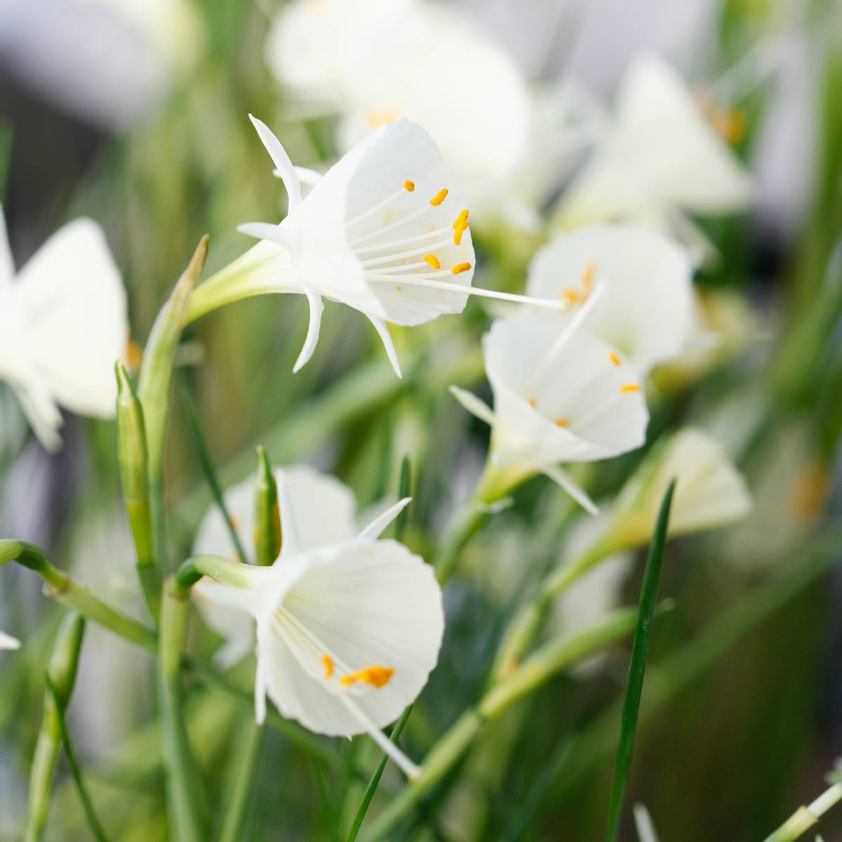 Dvergnarsiss 'White Petticoat' - Narcissus bulbocodium 5 stk