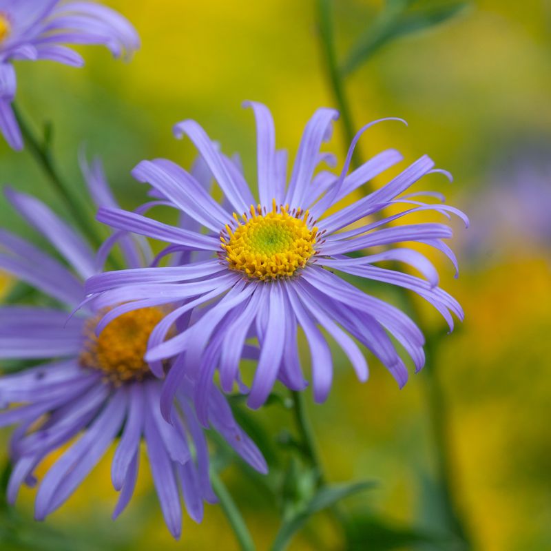 Aster x frikartii ’Mönch’