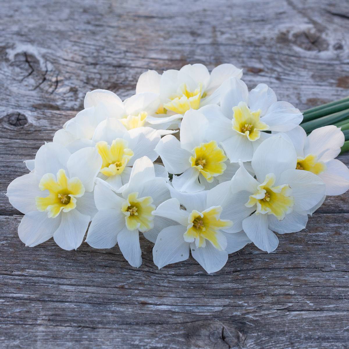 Påskelilje 'Lemon Beauty' - 10 stk