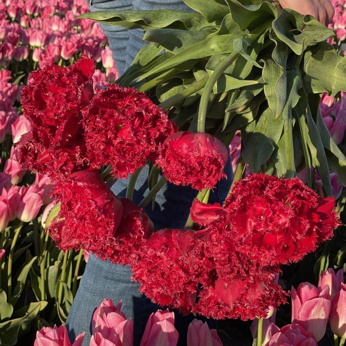 Tulipan 'Qatar', frynsetulipan - 10 stk