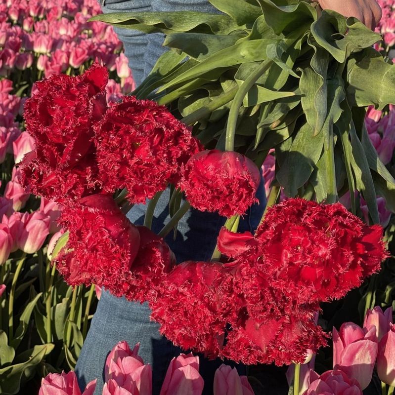 Tulipan 'Qatar', frynsetulipan - 10 stk