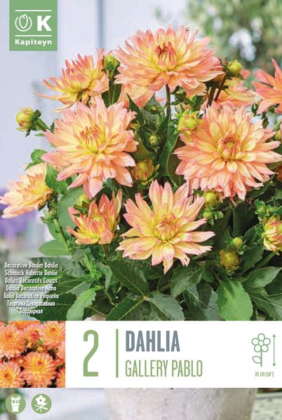 Hovedbilde Georgine 'Gallery Pablo' lav  - 2 stk