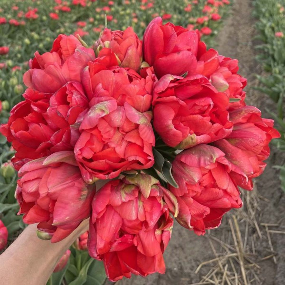 Tulipan 'Asian Beauty', tidlig dobbel - 10 stk
