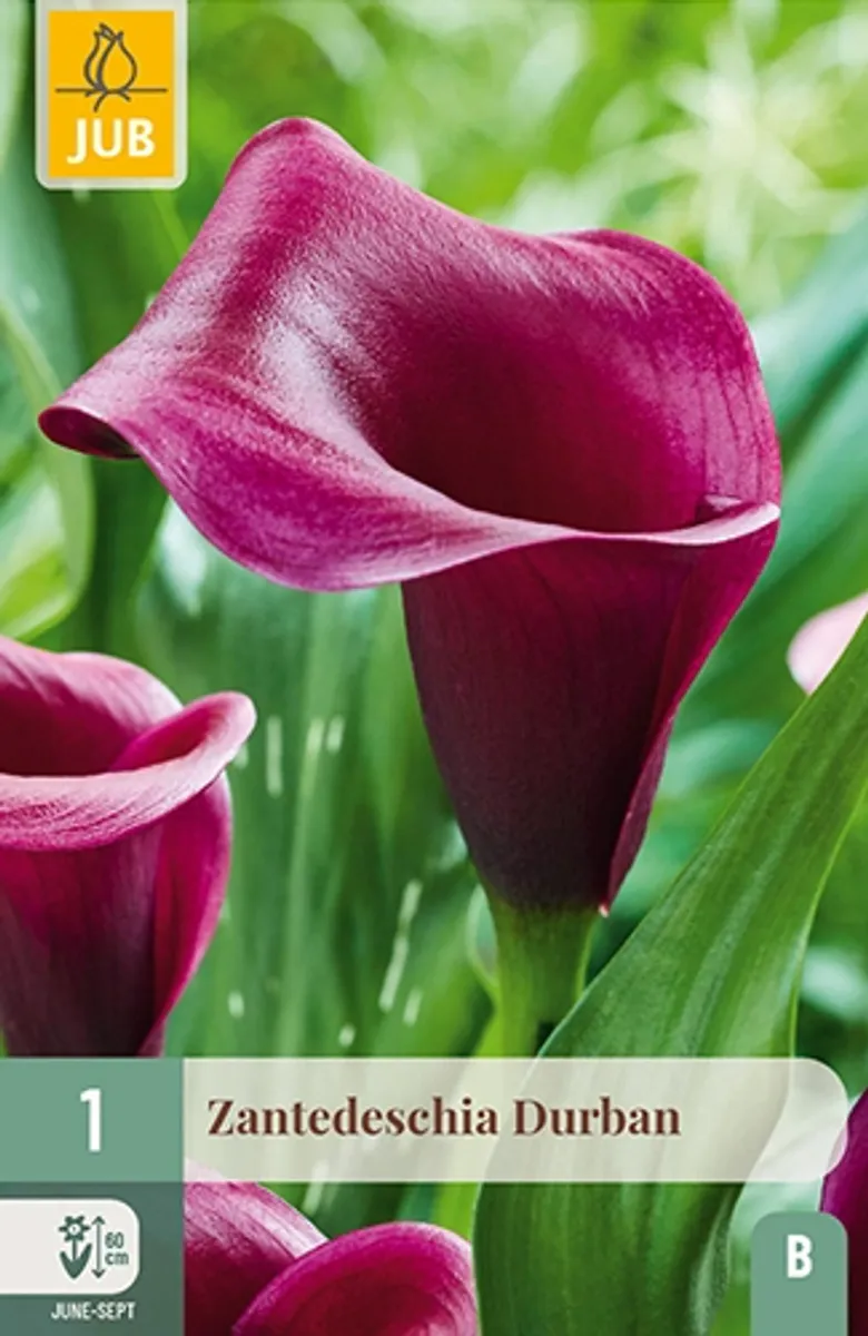 Kala 'Durban' - Zantedeschia, 1 stk.