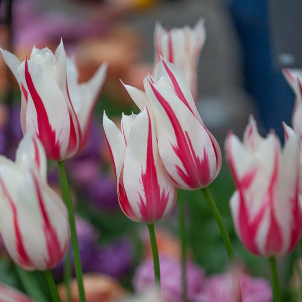 Hovedbilde Tulipan 'Marilyn', liljeblomstrende - 8 stk