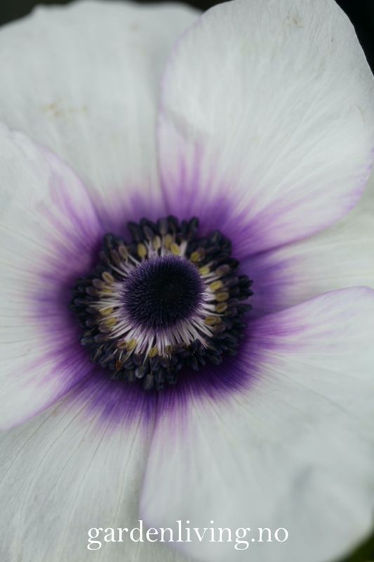 Kronsymre 'Mistral Plus Bicolour Viola' - Anemone coronaria, 10 