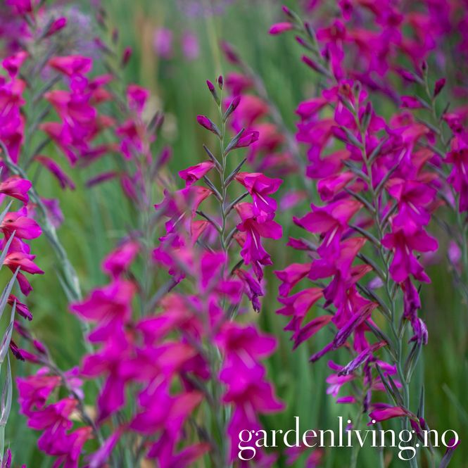 Hovedbilde Bysantgladiol - Gladiolus byzantinus - 15 stk