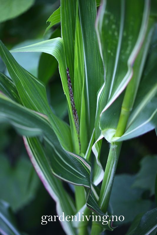 Prydmais 'Japonica Variegata' - Zea mays var. japonica