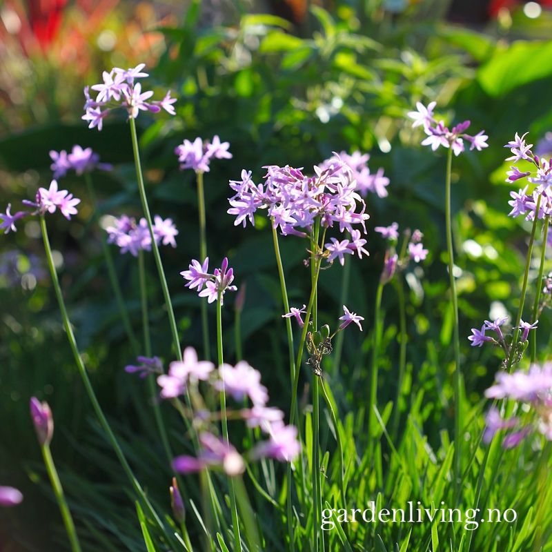 Afrikansk hvitløk - Tulbaghia violacea var. robustior, 1 rot