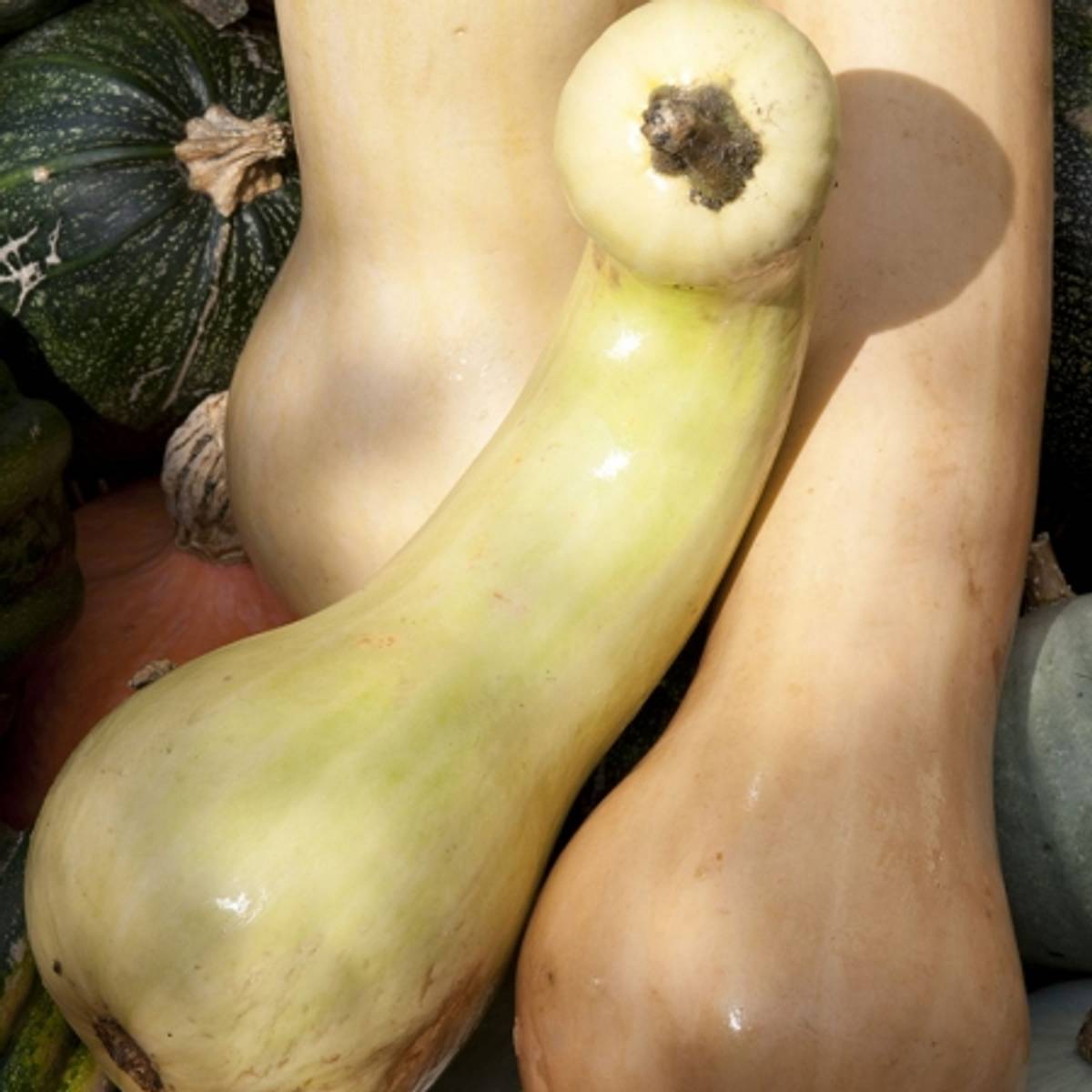 Flaskegresskar 'Tahiti Melon' - Cucurbita x hybrida