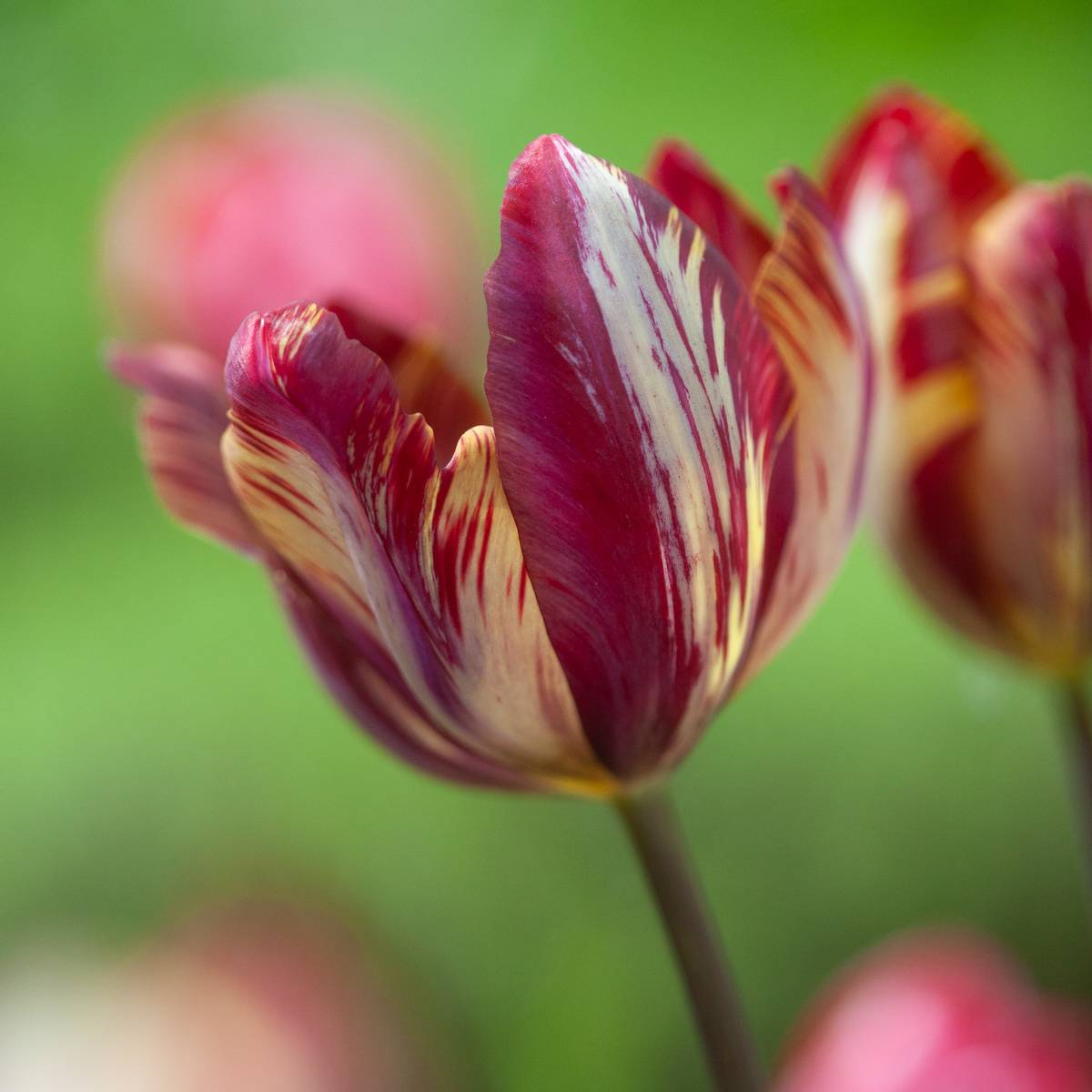 Historisk tulipan 'The Lizard’ - Tulipa - 1 stk