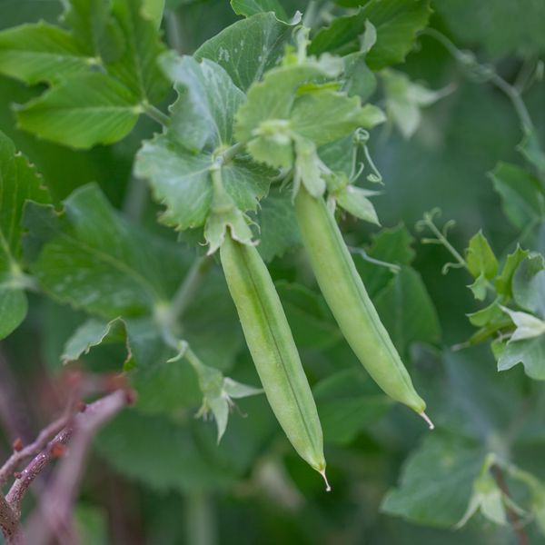 Hovedbilde Brytsukkerert 'Sugar Bon' - Pisum sativum