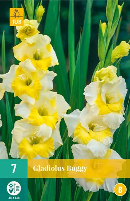 Gladiol 'Buggy' - Gladiolus, 7 stk.