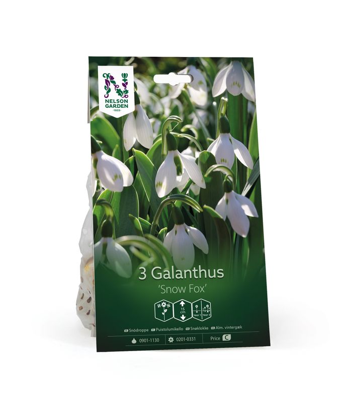 Snøklokke 'Snow Fox' - Galanthus -  3 stk