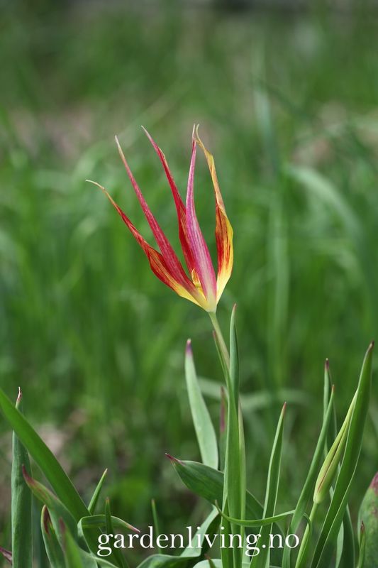 Tulipa acuminata - 1 stk 