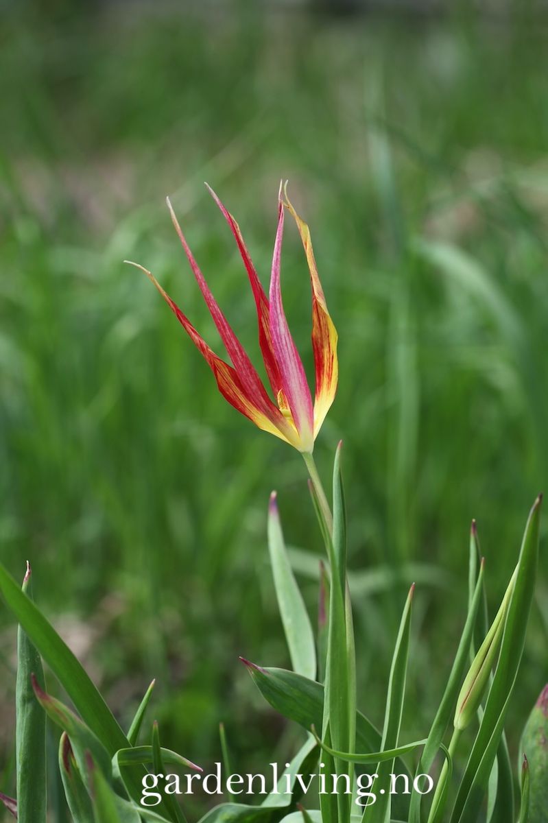 Tulipa acuminata - 1 stk 