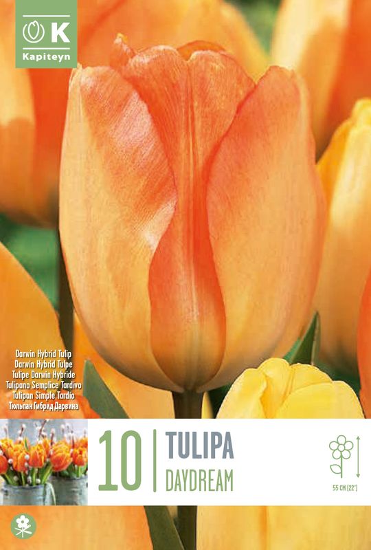 Tulipan 'Daydream', darwinhybrid - 10 stk