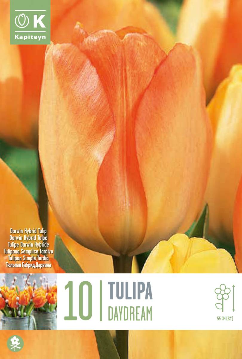 Tulipan 'Daydream', darwinhybrid - 10 stk