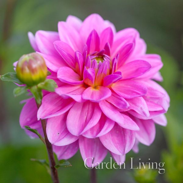 Hovedbilde Georgine 'Onesta' - Dahlia x cultorum, 1 stk.