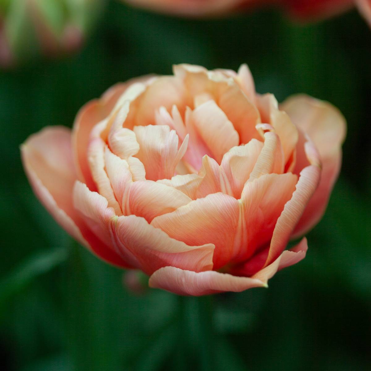 Tulipan 'Copper Image', Sen dobbel' - 5 stk