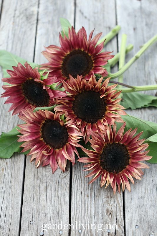 Solsikke 'Pro Cut Plum' - Helianthus annuus