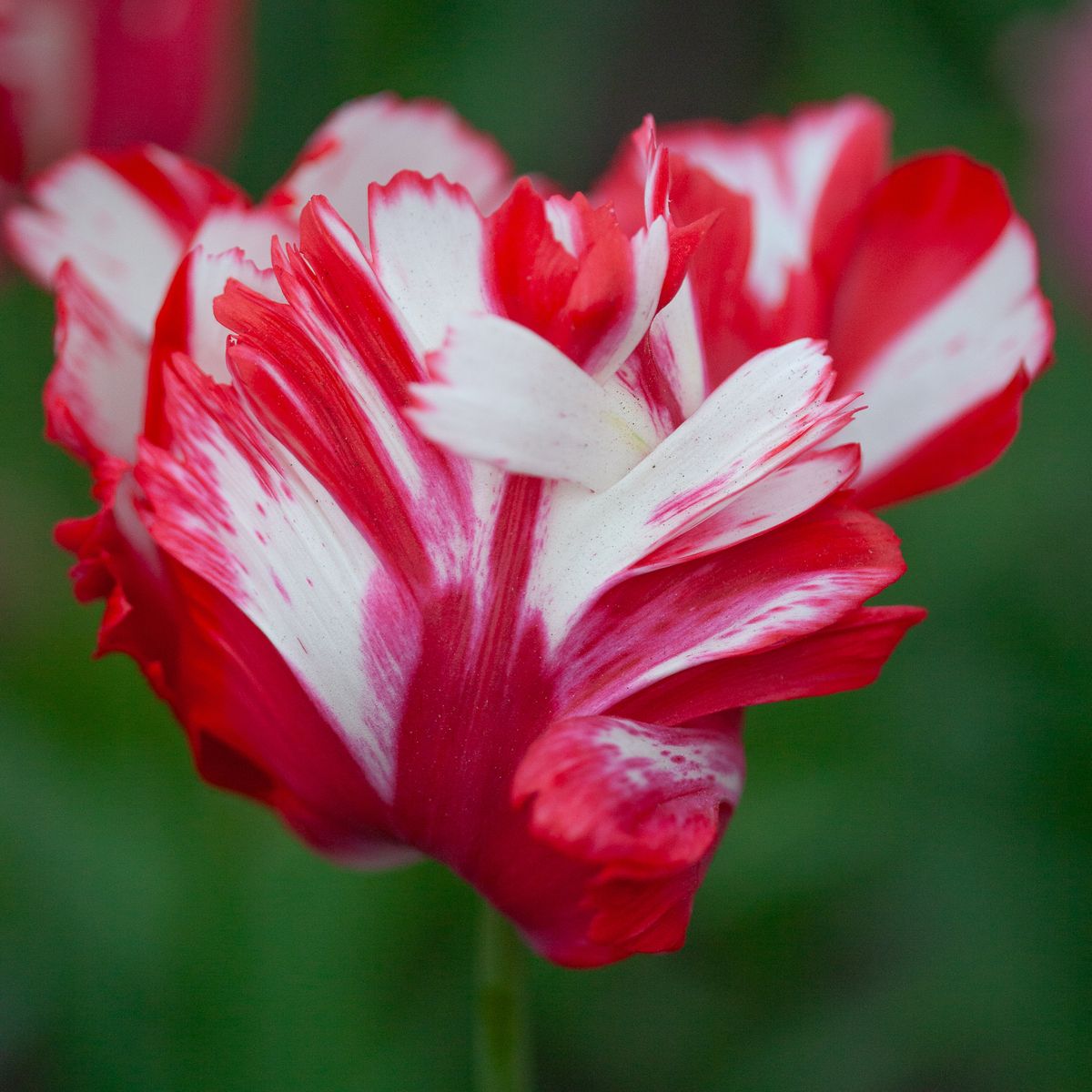 Tulipan 'Estella Rijnveld’, papegøyeblomstrende - 8 stk
