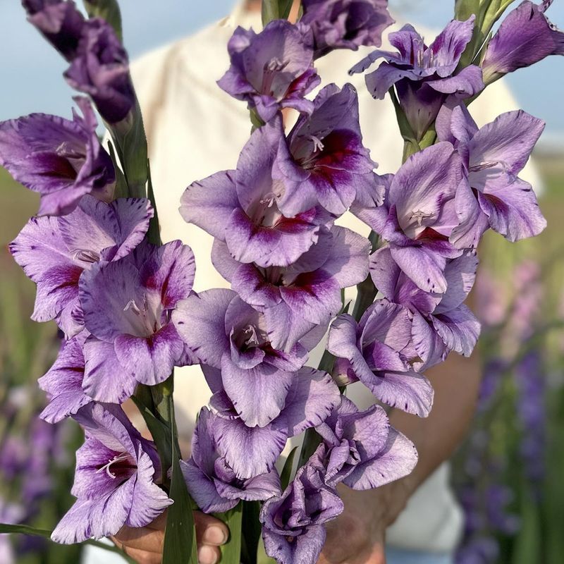 Gladiol 'Passos' - Gladiolus, 10 stk.