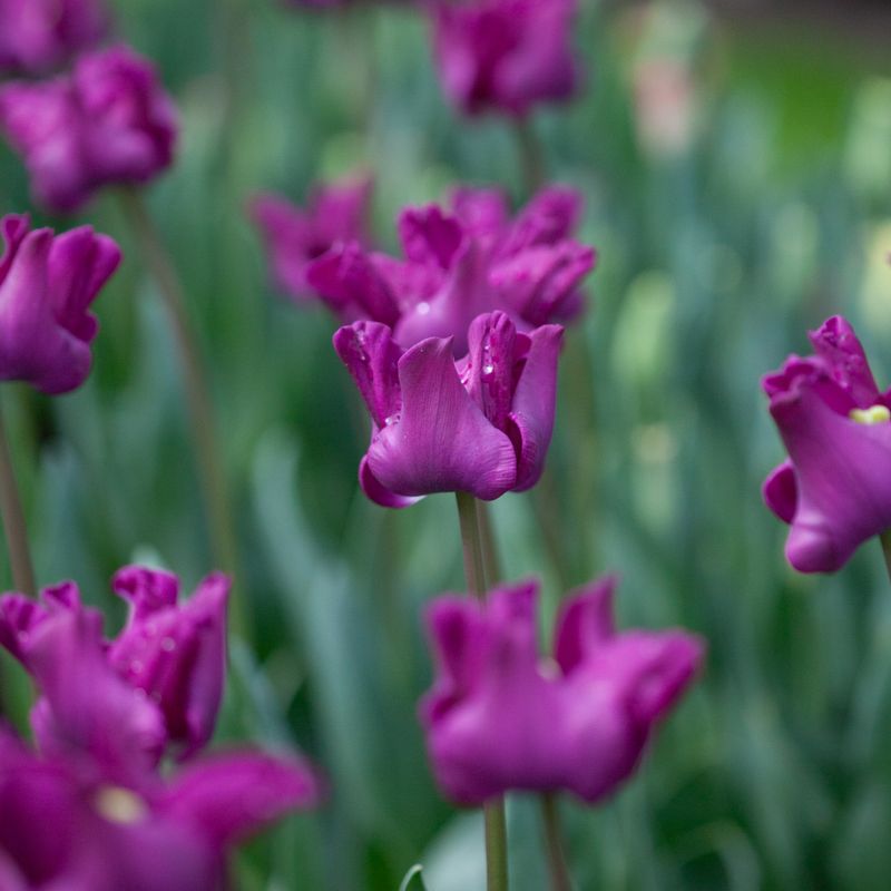 Tulipan 'Crown of Negrita', sen enkel - 5 stk