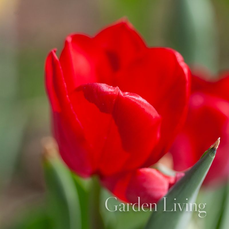 Tulipan 'Surrender' - triumphtulipan - 10 stk