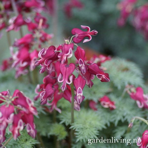 Hovedbilde Hjerte 'Burning Hearts' - Dicentra hybrida 