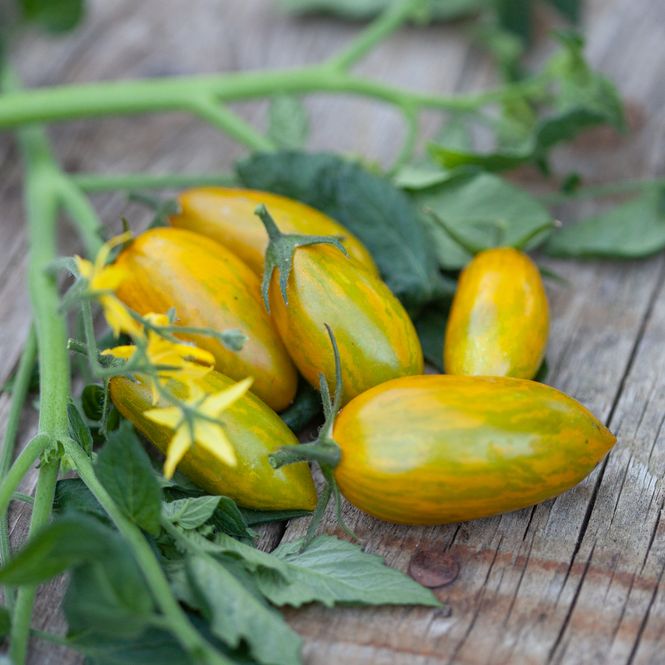 Hovedbilde Frilandstomat 'Artisan Green Tiger' - Lycopersicon ...