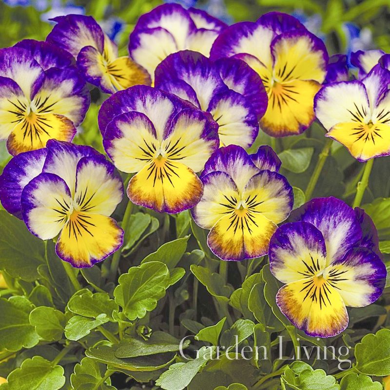 Stemorsblomst 'Penny™ Primrose Picotee' F1, småblomstret - Viola x williamsii